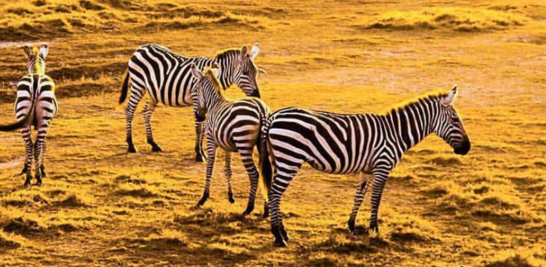 Discover your next great escape.